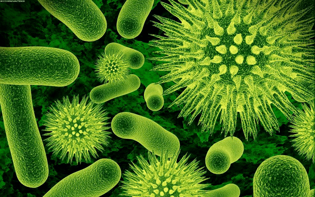 как бактериите влизат в тялото